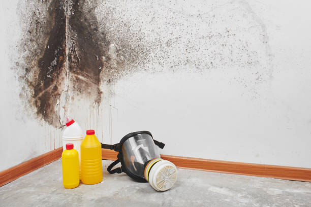 Best Residential Mold Removal  in Waukee, IA