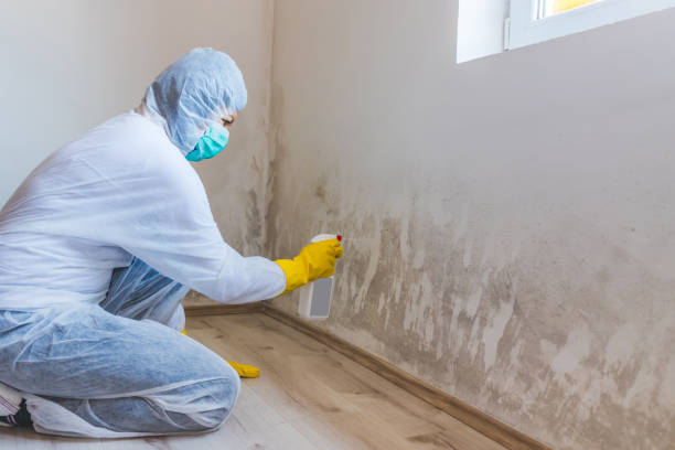 Mold Removal Process in Waukee, IA