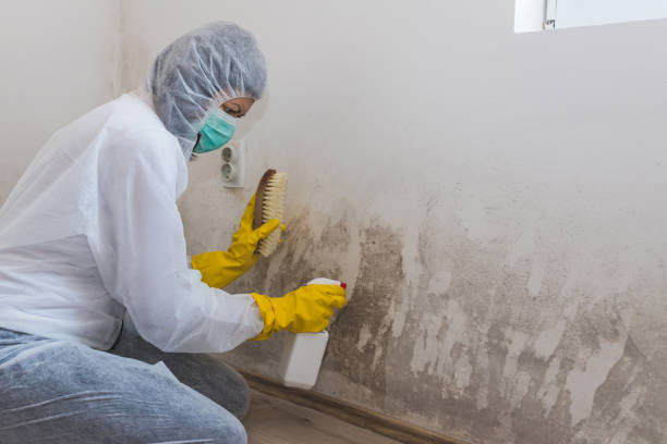 Best Toxic Mold Removal  in Waukee, IA