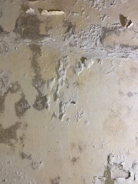Best Toxic Mold Removal  in Waukee, IA