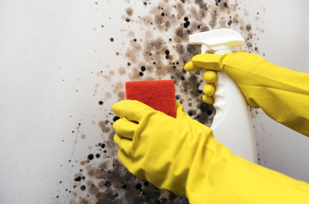Best Professional Mold Removal  in Waukee, IA