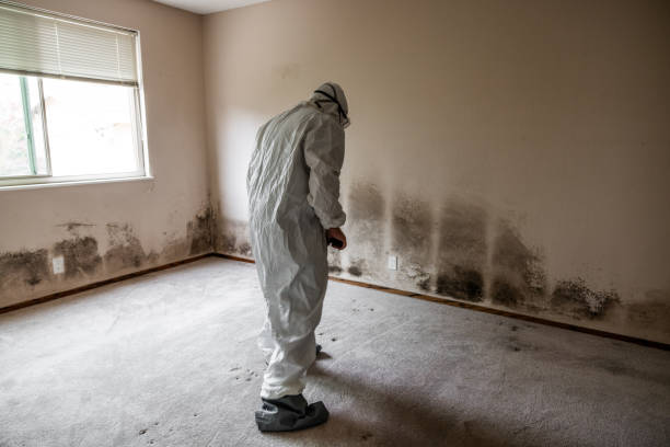 Mold Testing and Removal in Waukee, IA